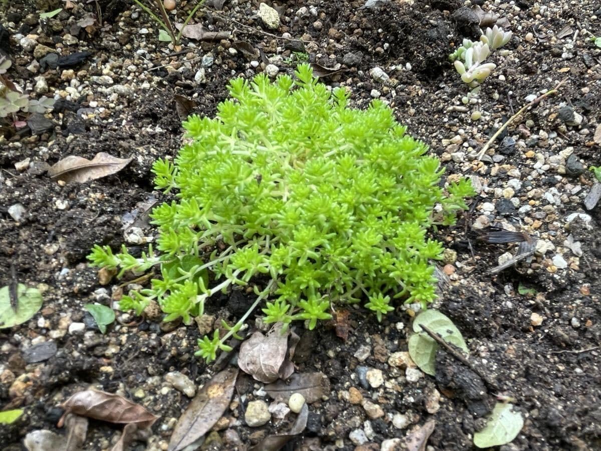 Amazon｜約30本森村万年草 セダム モリムラマンネングサ 多肉植物